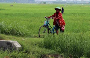 Rekor Produktivitas, Petani Kota Jambi Lewati Target 5,2 Ton Per Ha