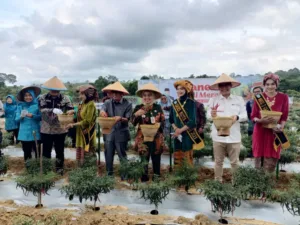 Panen Cabai Merah, PJ Wali Kota Jambi: Untuk Mengendalikn Inflasi