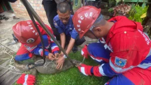 Biawak ‘Mengamuk’ Dalam Rumah, Berhasil Dijinakkan Damkartan Kota Jambi