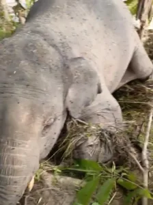 Diduga Turut Menjadi Korban Banjir, Seekor Gajah Ditemukan Mati di Kabupaten Merangin