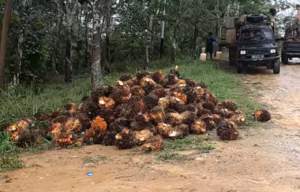 Harga TBS Tembus 2.542 Per Kilo, Totok : Alhamdulillah Semoga Harga Terus Naik