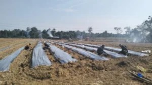 Dukung Ketahanan Pangan Nasional, Kodim 0416/Bute Buka Lahan Seluas 16 Hektar Di Kompi Tebo