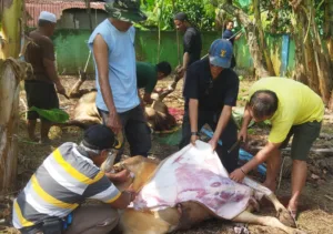 Perayaan Hari Raya Idul Adha 1445 H/2024 M, PWI Jambi Sembelih 2 Ekor Hewan Kurban