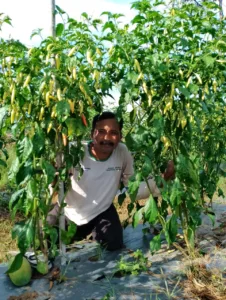 Ketua Kelompok Tani Binaan Pertamina EP Jambi Jadi Petani Berprestasi Kabupaten Batanghari