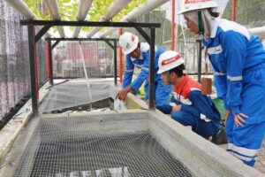 Kolaborasi dengan Mitra Binaan, Ketua Sahabat Farm Melepas 200 Ekor Lele untuk Dikembangkan Pekerja Pertamina di Rumah Pembibitan