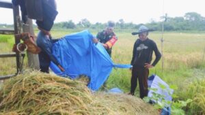 Babinsa Koramil 415-07/Pelayangan Bantu Panen Padi untuk Dukung Ketahanan Pangan