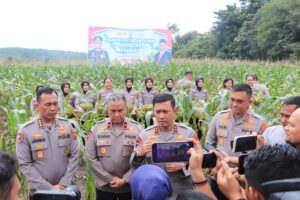 Polda Jambi Gelar Penen Raya Jagung di Sungai Gelam Muaro Jambi