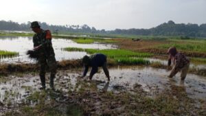 Babinsa Sengeti Intensif Dampingi Petani Dorong Percepatan Swasembada Pangan