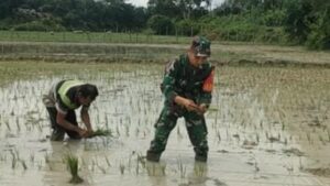 Pendampingan Babinsa Dorong Produktivitas Pertanian di Batanghari