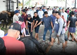 Hari Raya Idul Adha 1446 H, Polda Jambi Sembelih 15 Sapi dan 3 Kambing