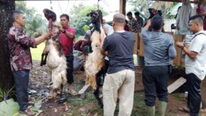 Kodim 0420/Sarko Tebar Kepedulian Lewat Pemotongan Hewan Kurban di Idul Adha 1446 H