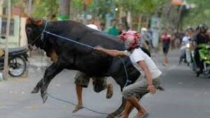 Ansipasi Hewan Qurban Lari, Ini Langkah Damkar Kota Jambi