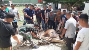 Kodim 0417/Kerinci Laksanakan Ibadah Kurban, Wujud Syukur dan Kepedulian Sosial Prajurit TNI