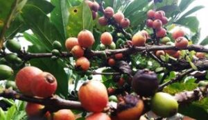 Peluang Besar Komoditi Kopi Jambi Garap Pasar Global