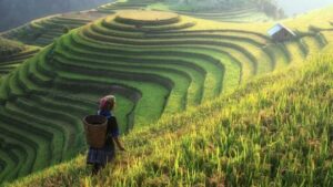 Kemenkeu RI : Sektor Pertanian Bakal Topang Pertumbuhan Ekonomi 2025