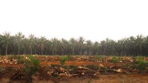 Dorong Produksi Sawit Rakyat, Bupati HM Syukur : Ada 81 Hektar Kebun Sawit Warga yang akan Direplanting