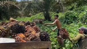 Update Polemik Izin Ribuan Hektar Lahan PT CBM, Begini Penjelasan Disbun dan DPRD Merangin