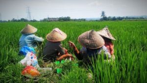 Cendekiawan Muslim: Mentan Amran Lanjutkan Jejak Keberhasilan Pangan Era Presiden Soeharto
