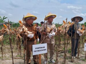 Hadiri Panen Raya Jagung Serentak Kuartal III di Tanjab Timur, SKK Migas PetroChina Bangga Petani Tanjab Timur Bahagia