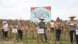 Danrem 042/Gapu Panen Raya Jagung Serentak di Tanjab Timur, Dukung Swasembada Pangan Nasional