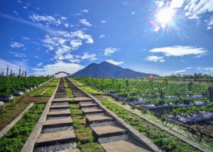 Renah Alai di Persimpangan: Saat Hukum Adat Ditekan Kepentingan Luar