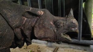 TNI Bantu Penyelamatan Badak di Taman Nasional Ujung Kulon