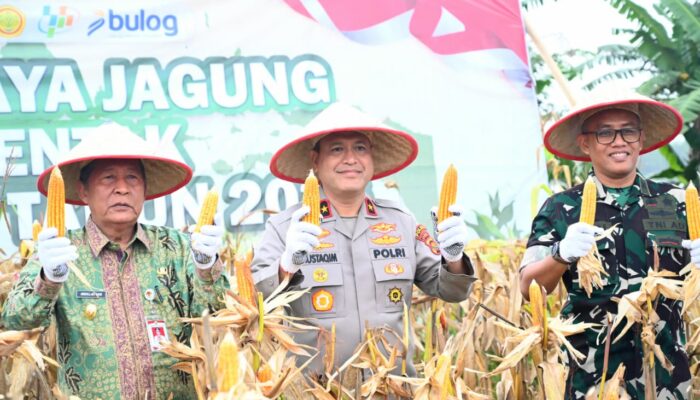 Wakapolda Jambi Hadiri Panen Raya Jagung Serentak Kuartal I Tahun 2026