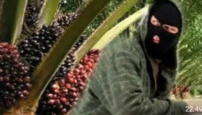 Diduga Rekayasa Surat, Lahan Sengketa Dipanen Oknum Brimob