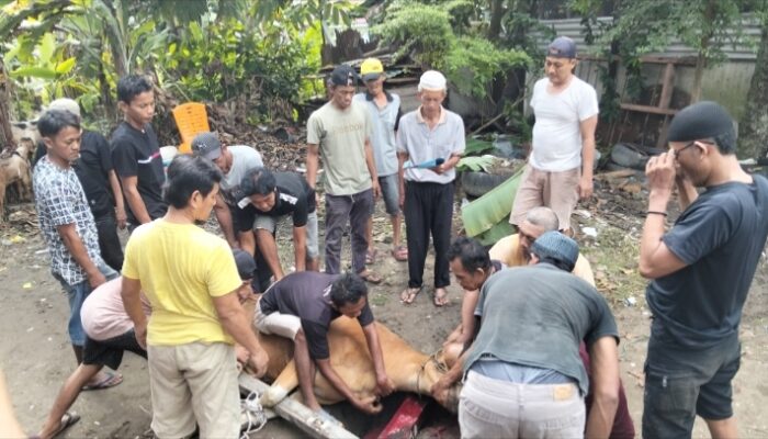 Meningkat, Hewan Kurban di Langgar Mustaqim